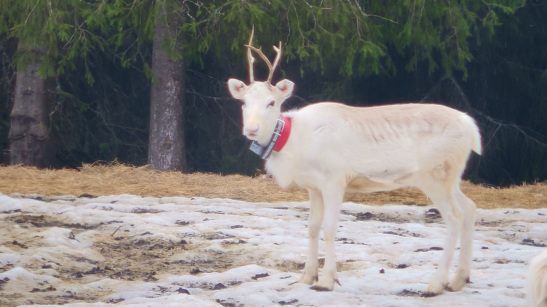 Poron kaulapannassa on paikannin, joka kestää koviakin olosuhteita.
