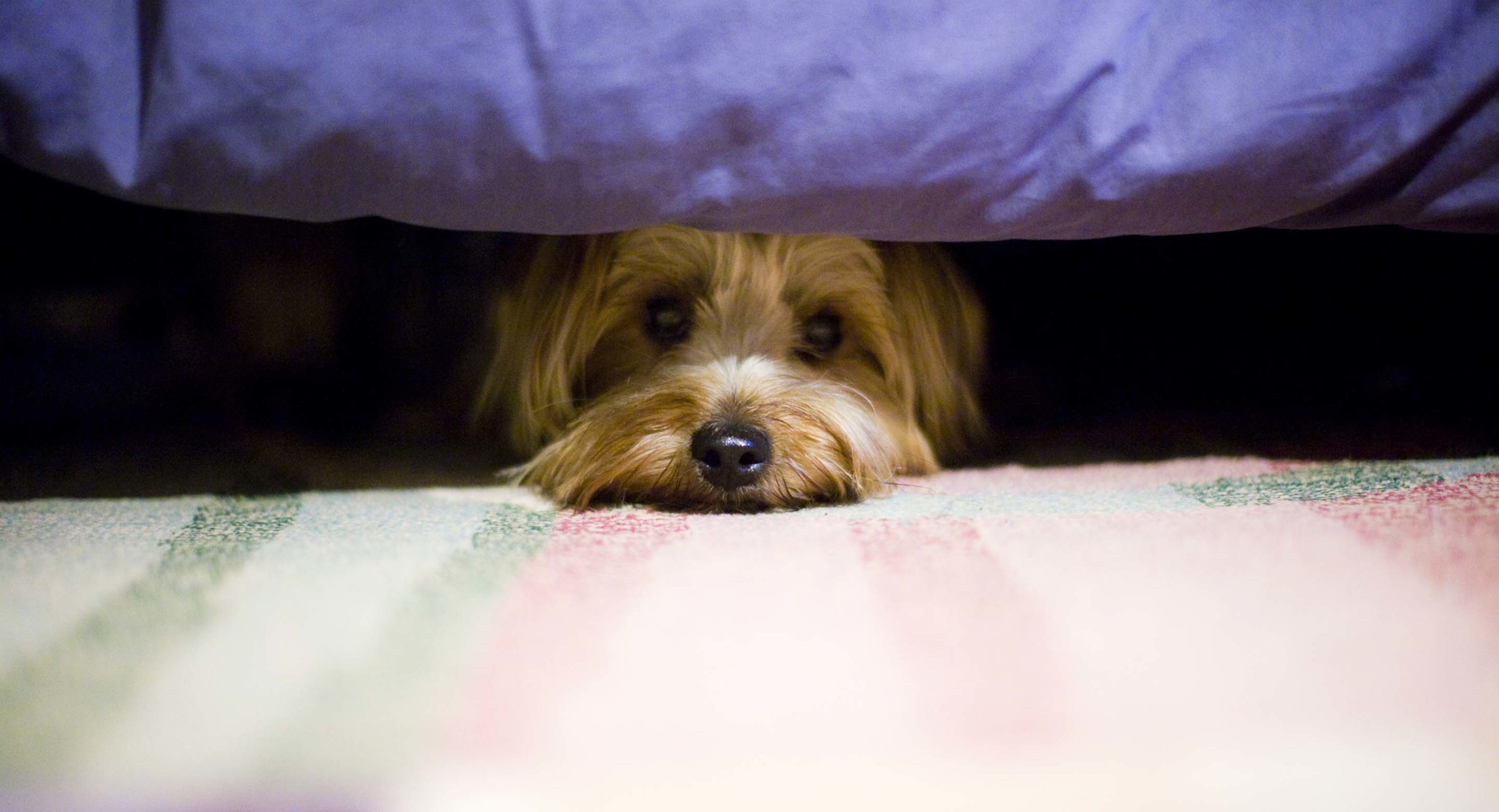 jos koira pelkää raketteja, uusivuosi voi olla vaikea juhla