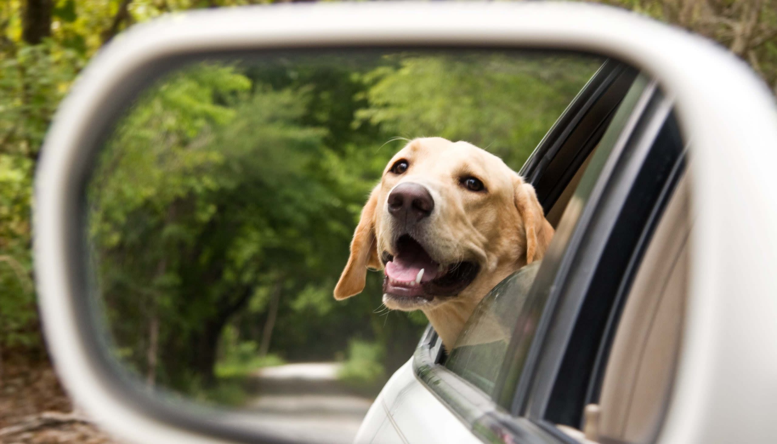 Elisa Paikannus auttaa karanneen koiran jäljittämisessä