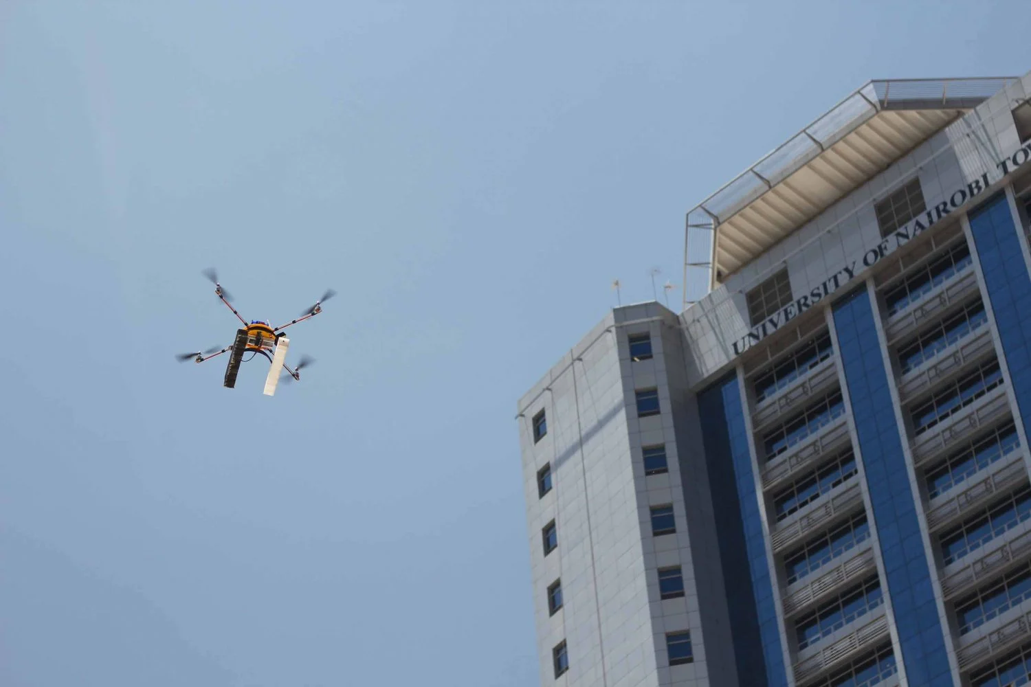 Pienlennokki University of Nairobin kampuksella